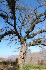 Quercus castanea