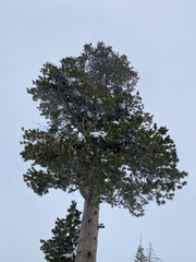 Pinus contorta murrayana