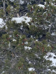 Pinus contorta murrayana