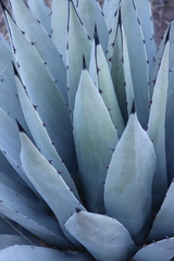 Agave parryi