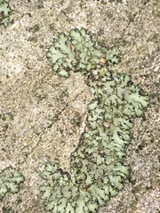 Phaeophyscia adiastola