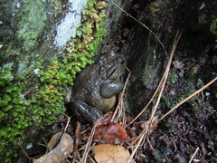 Bufo bufo
