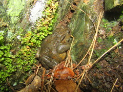 Bufo bufo
