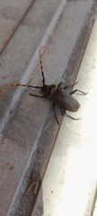 Retrachydes thoracicus thoracicus