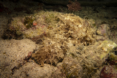 Dolabella auricularia
