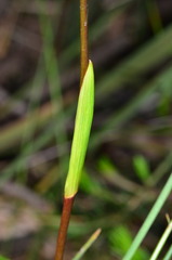 Dianella caerulea
