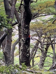 Campephilus magellanicus