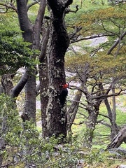 Campephilus magellanicus