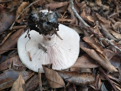 Fungi