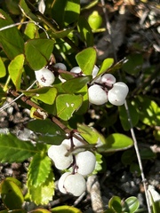 Chiococca parvifolia