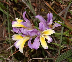Babiana patula