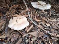 Fungi