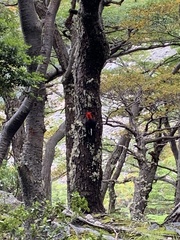 Campephilus magellanicus