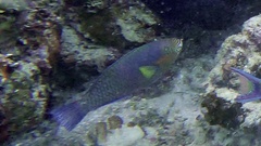 Scarus rivulatus