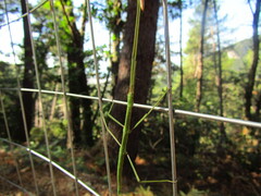 Clonopsis gallica
