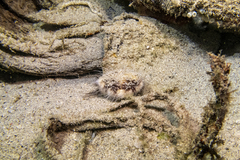 Spatangoida