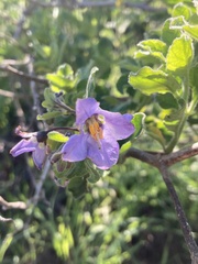 Solanum umbelliferum clokeyi