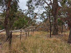 Corymbia citriodora