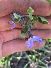 Solanum umbelliferum clokeyi