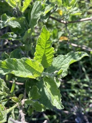 Solanum umbelliferum clokeyi