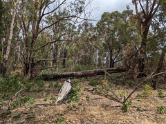 Eucalyptus microcarpa