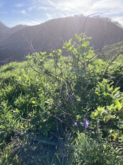 Solanum umbelliferum clokeyi