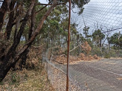 Eucalyptus microcarpa