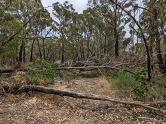 Eucalyptus microcarpa