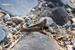 Rhammatocerus viatorius