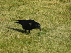 Corvus brachyrhynchos