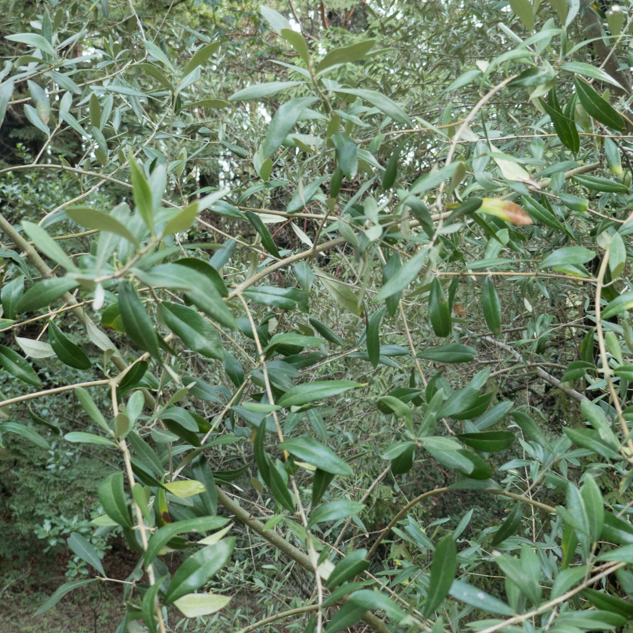 Olea europaea L.