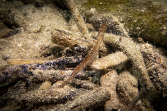 Solenostomus cyanopterus