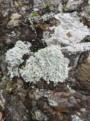 Stereocaulon saxatile