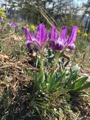 Iris pumila