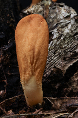 Trichoderma alutaceum