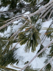 Pinus monticola