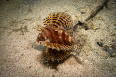 Dendrochirus brachypterus