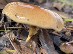 Pholiota velaglutinosa