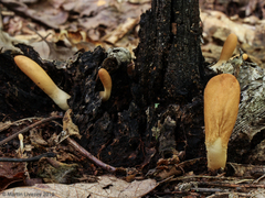 Trichoderma alutaceum