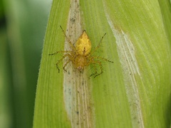 Oxyopes variabilis