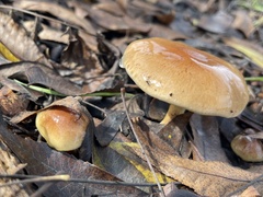 Pholiota velaglutinosa