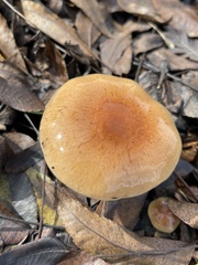 Pholiota velaglutinosa