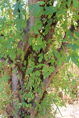 Fraxinus uhdei
