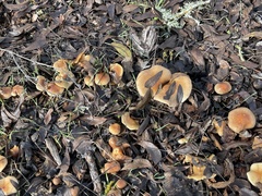 Pholiota velaglutinosa