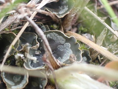 Peltigera didactyla