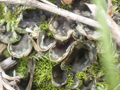 Peltigera didactyla