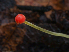 Mycena acicula
