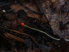 Mycena acicula