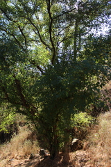 Fraxinus uhdei