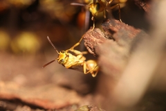 Agelaia centralis image